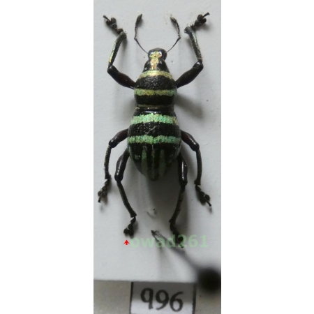 Metapocyrtus chamissoi Schultze, 1925 male Philippines96b